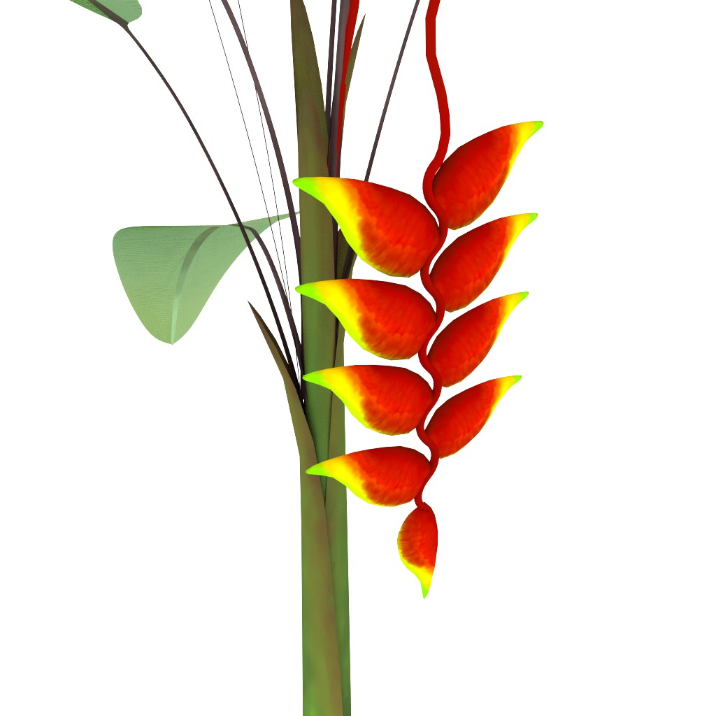 Heliconia preview image 3